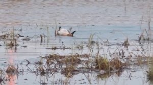 КАК ПОПАДАЕТ ДРОБЬ В УТКУ? ЗАМЕДЛЕННАЯ СЪЁМКА. ОТРЫВОК ИЗ ОХОТЫ НА ВОДОПЛАВАЮЩУЮ ДИЧЬ В 2022 ГОДУ.