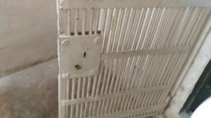 Дезинфекция голубятни