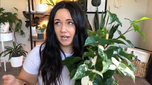 Syngonium Albo Variegata | Houseplant Care смотреть онлайн