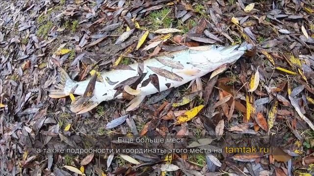 Платная рыбалка на реке Малая Сосенка (Сосенки) смотреть онлайн