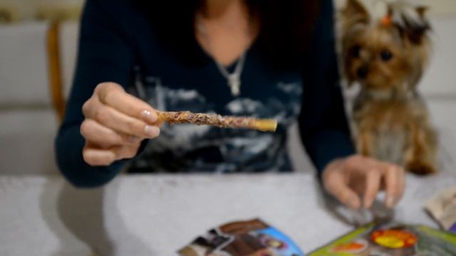 Лакомства для собак. Йорки Мишель и Моника смотреть онлайн