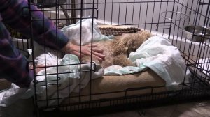 Роды у миниатюрного пуделя