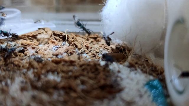 НОВЫЙ ВИД. Австралийское чудо смотреть онлайн