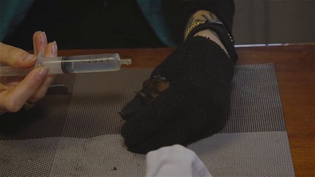 Спасение тайных жителей старых окон смотреть онлайн