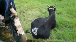 Якутские коровы - маленькие, но очень ценные