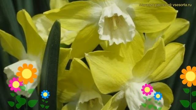 Нарцисс карлик Пипит. Краткий обзор, описание характеристик, где купить луковицы narcissus Pipit смотреть онлайн