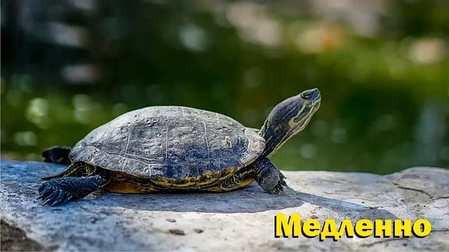 4А Team. Горячая презентация.