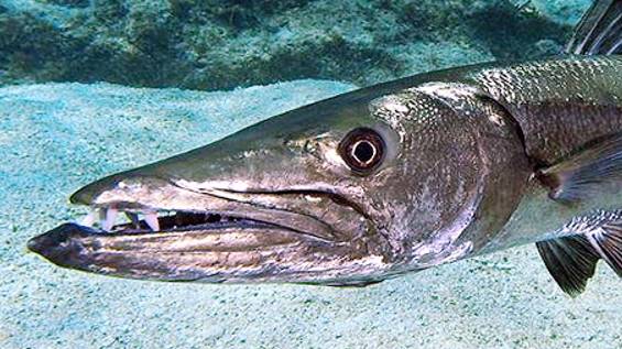 Барракуда ( 1 серия). смотреть онлайн