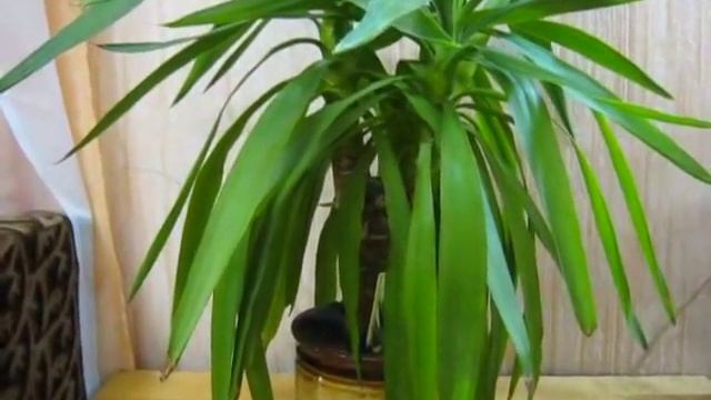 Комнатное Растение ЮККА. Мой уход и содержание ЮККИ и Юкка в Природе. смотреть онлайн