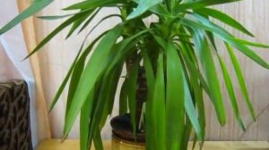 Комнатное Растение ЮККА. Мой уход и содержание ЮККИ и Юкка в Природе.