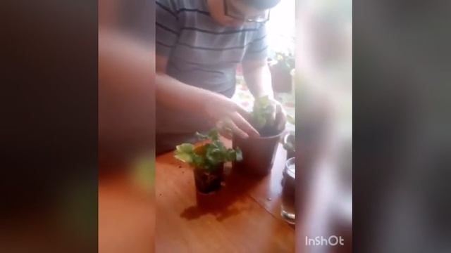 Комнатные растения - неотьемлемая часть жизни людей смотреть онлайн