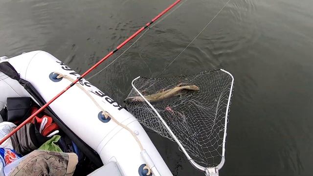 ЩУКИ 5.5, 4 и 3 кг НА крупный СИЛИКОН. Удачная рыбалка. ТРОФЕЙНАЯ ЩУКА. СЕЗОН 2019. смотреть онлайн