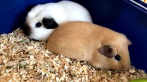 Чем кормить морских свинок | Что едят морские свинки