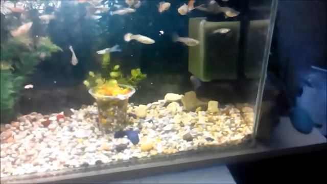 22# РОГОЛИСТНИК ТЕПЕРЬ С ГУППИКАМИ ПОД ПРОЖЕКТОРОМ !!!!!!!!! (БУДЕТ ЛИ БЫСТРЕЙ РАСТИ????? ) смотреть онлайн