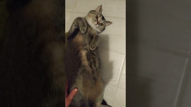 Кошка перед родами. Как ведет себя кошка в день родов #shorts смотреть онлайн