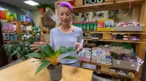 Хлорофитум Грин Оранж - не такой как все | Обзор сорта хлорофитума с оранжевыми листьями