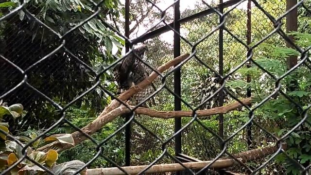 Elang Brontok - Changeable Hawk-eagle - Spizaetus cirrhatus смотреть онлайн