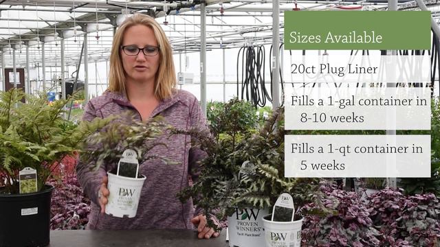 Japanese Painted Fern Grower Tips | Walters Gardens смотреть онлайн