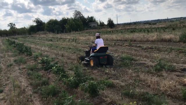 Помощники на плантации ежевики.