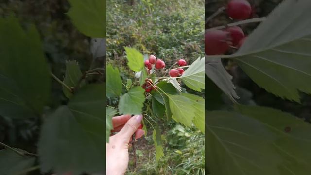 Осенний букет