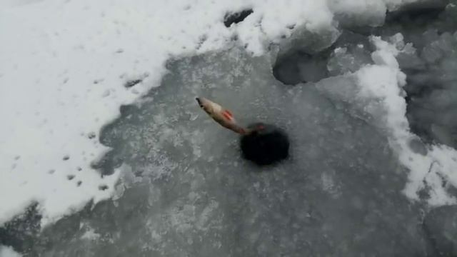 Северное озеро. Черноголовка. Небольшой отчет с зимней рыбалки. смотреть онлайн