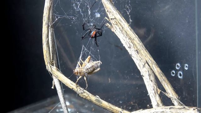 Latrodectus hasselti - feeding the Australian redback spider. смотреть онлайн