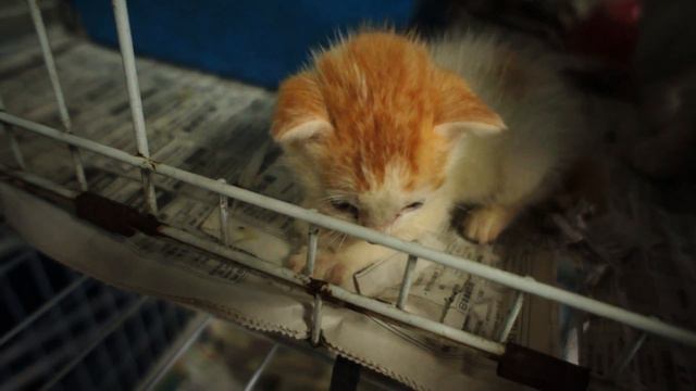 Om nom nom kitty paw! смотреть онлайн