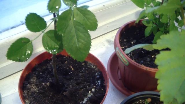 Розы из черенков. Хранение зимой на окне. смотреть онлайн