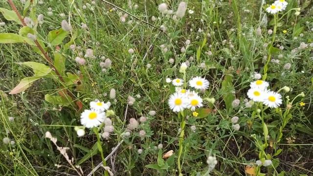 25 июля народный праздник ПРОКЛ ПЛАКАЛЬЩИК. народные приметы и поверья