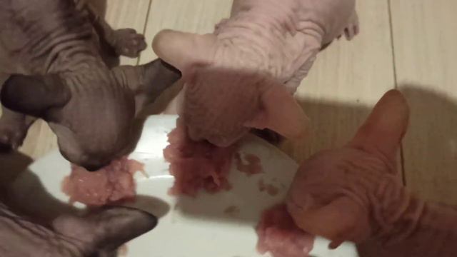 Котята канадского сфинкса смотреть онлайн