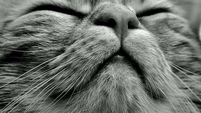 Музыка для души 🐈 | Мой очень хороший день! 🐾 смотреть онлайн