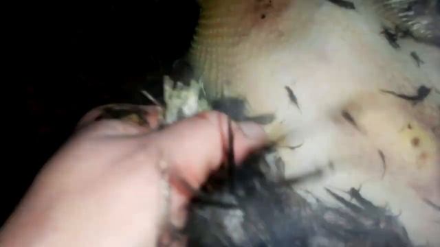 #Забой Петуха. Вес тушки. Неожиданный поворот. смотреть онлайн