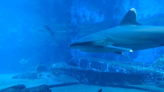 Музыка для Релакса, Медитации и Сна_Music For Relaxation, Meditation And Sleep