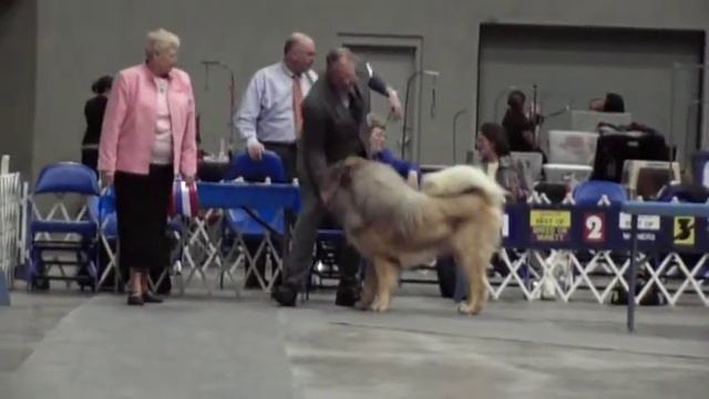 Ch Drakyi Gold Standard - MIDAS - Video 2 - BIS смотреть онлайн