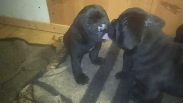 О породе/собака/итальянский/кане-корсо/щенки/пять /недель/часть 1 смотреть онлайн