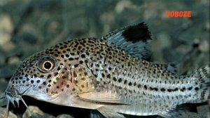 Сомики Коридорас Джули Леопардовый в аквариуме. Содержание, разведение, совместимость.