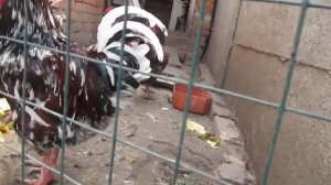 Куры породы "Ливенская ситцевая"