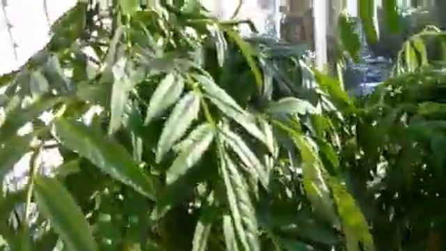 Появились бутоны на бархатцах. Если завяли, срочно обильно полить  и не перекормить азотом.