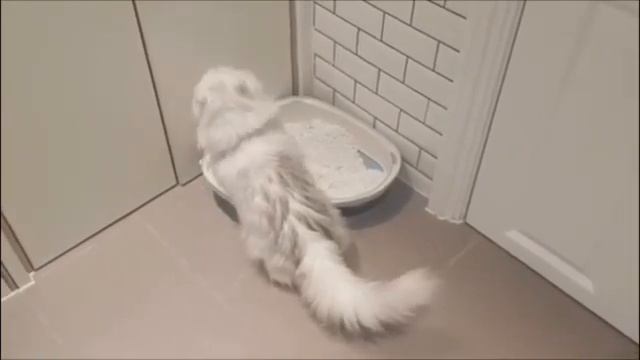 You are fucking ruining the walls | Ugly Cat | Part 3 смотреть онлайн