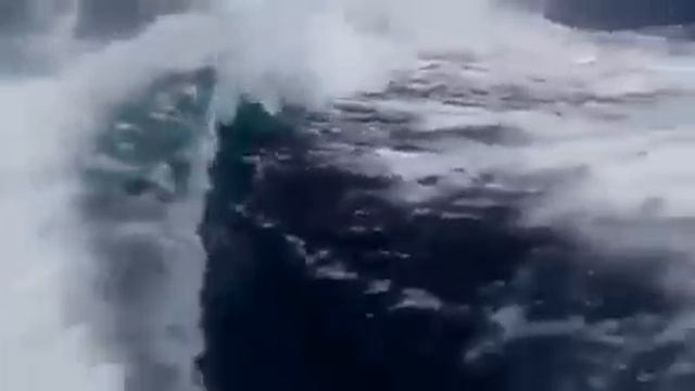 Огромные касатки гонятся за катером. смотреть онлайн