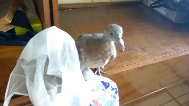 Вяхирь играет с пакетом