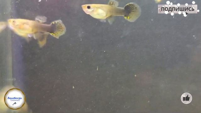 #Гуппи дракон / #guppy dragon смотреть онлайн