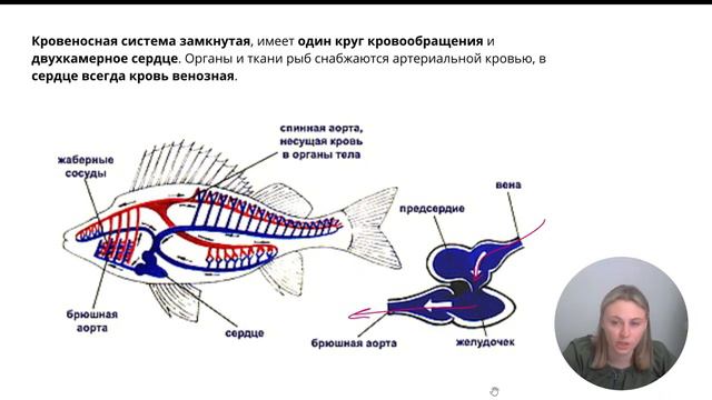 урок 28/тип хордовые/надкласс рыбы/ ЕГЭ по биологии смотреть онлайн