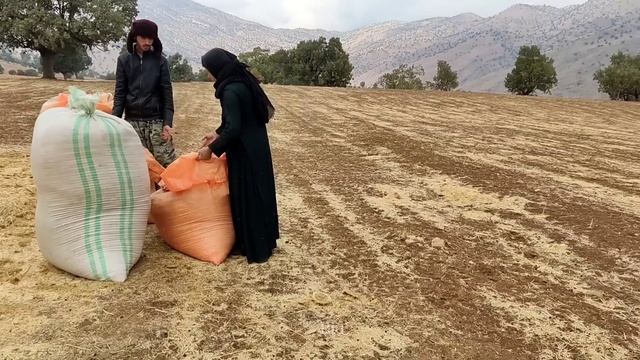 Nomadic Life In Iran. Wild Mule Attack On Nomadic Boy