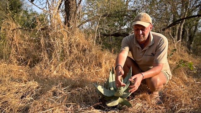 Flora Fridays: Mountain Aloe | Aloe marlothii смотреть онлайн