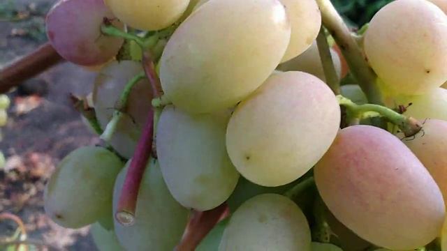 Гибридная форма винограда Анжелика в теплице. смотреть онлайн