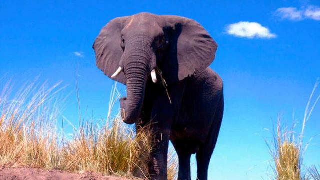 Elephant Facts - Facts About Elephants