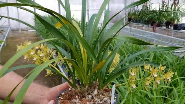 Lot 33 - Cymbidium pumilum album 'Peats Ridge' смотреть онлайн
