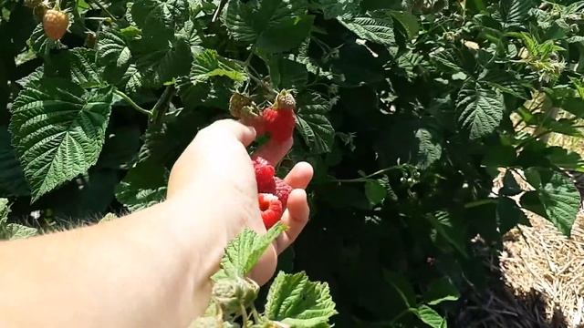 Малина Радзиёва смотреть онлайн