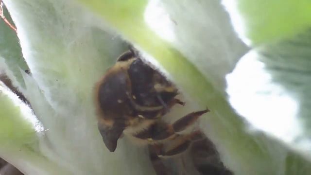 Anthidium manicatum (Linnaeus) collecting tormentose from Stachys byzantina (=lanata). смотреть онлайн